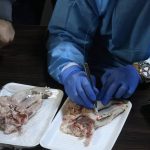 Tishk International University | Faculty of Dentistry