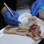 Tishk International University | Faculty of Dentistry